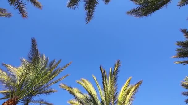 Blauwe hemel en palmbladeren — Stockvideo