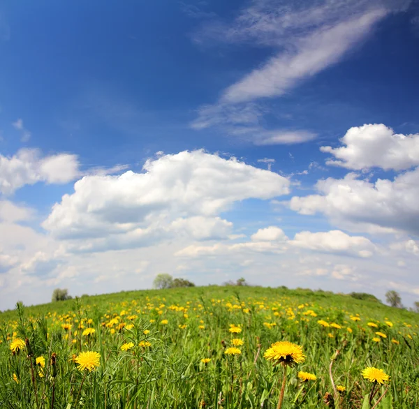 Paesaggio primaverile con fiori di tarassaco — Foto Stock