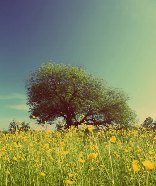 Árbol en el prado buttercups - estilo retro vintage —  Fotos de Stock