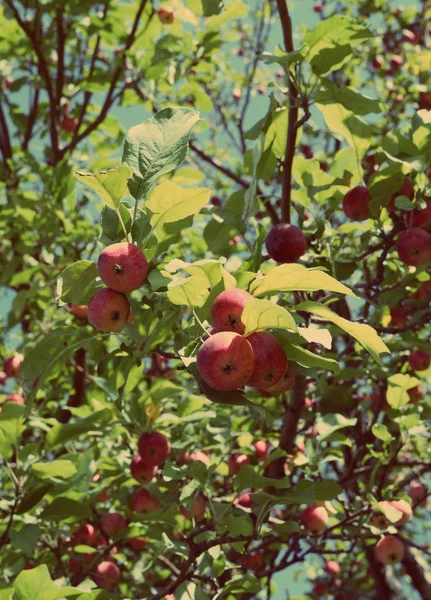 Manzanas rojas en ramas - estilo retro vintage — Foto de Stock