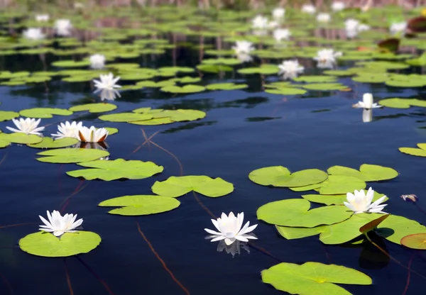 Lago de verano con flores de nenúfar —  Fotos de Stock