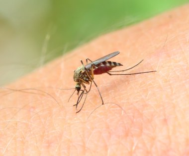 mosquito drinks blood - macro shot clipart