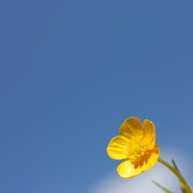 buttercup flower on sky background clipart