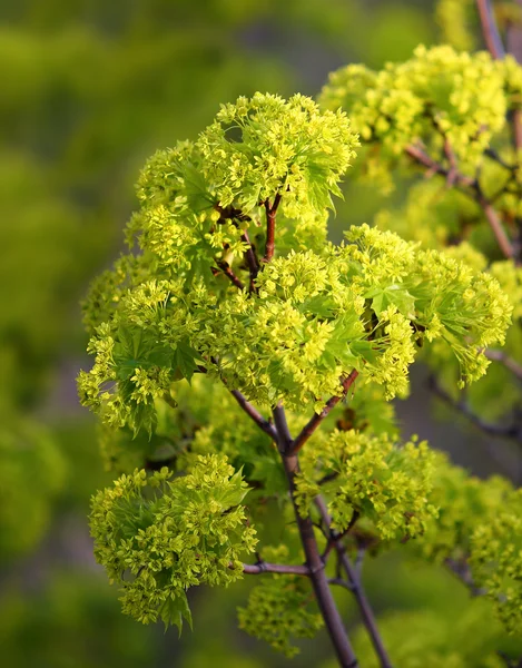 Junge Ahornblätter in Frühjahrsblüte — Stockfoto