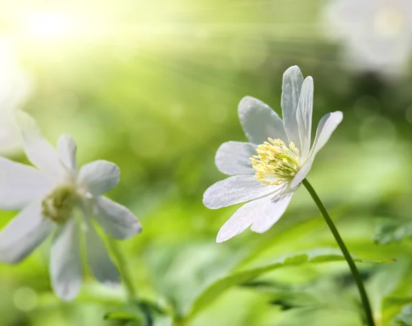 Flor de anêmona branca macro — Fotografia de Stock