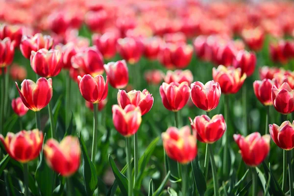 Rode tulpen met witte rand - ondiepe scherptediepte — Stockfoto