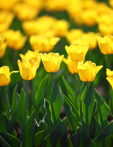 Gebied van gele tulpen bloeien — Stockfoto