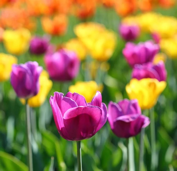 Florescendo diferentes tulipas de cor — Fotografia de Stock