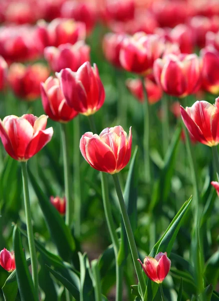 Rode tulpen met witte rand - ondiepe scherptediepte — Stockfoto