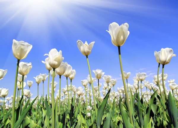 Campo de tulipas brancas florescendo — Fotografia de Stock