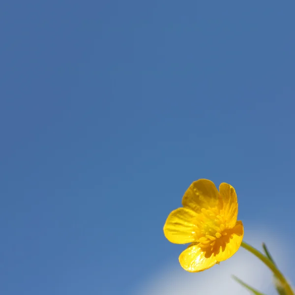 Jaskier kwiat na tle nieba — Zdjęcie stockowe