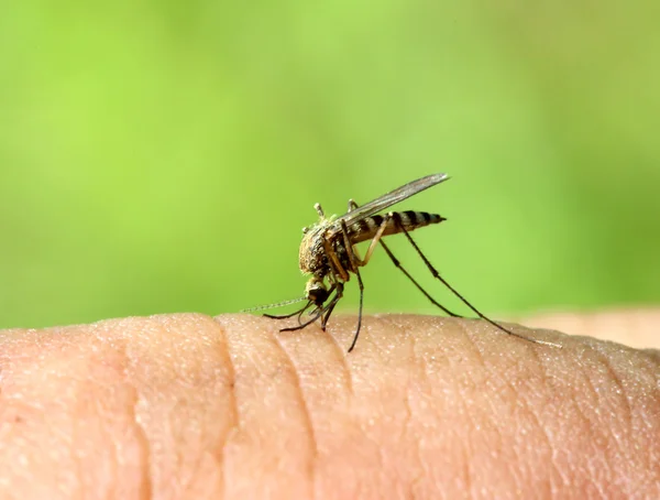 Komár pije krev - makro snímek Stock Snímky