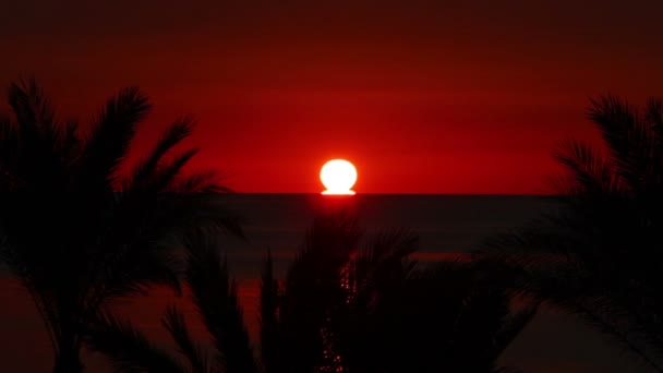 Paisagem com palmas e nascer do sol sobre o mar — Vídeo de Stock
