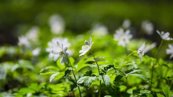 Flores blancas anémonas en madera de primavera — Vídeos de Stock