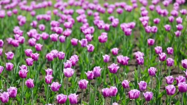 Arap gizem çiçek çeşitleri — Stok video