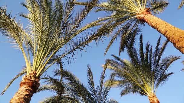 蓝色的天空和棕榈叶 — 图库视频影像