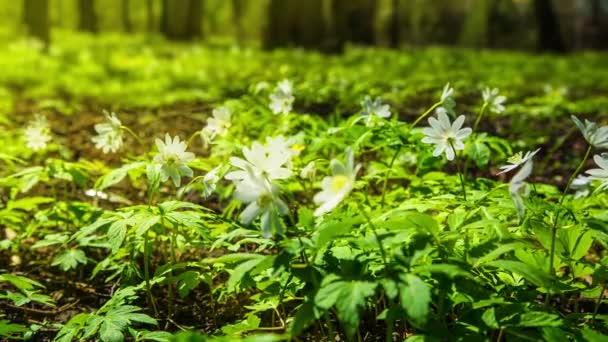 Witte bloemen anemonen in voorjaar hout — Stockvideo