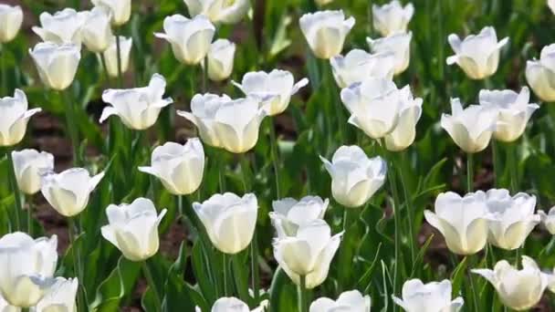 Gebied van witte tulpen bloeien — Stockvideo