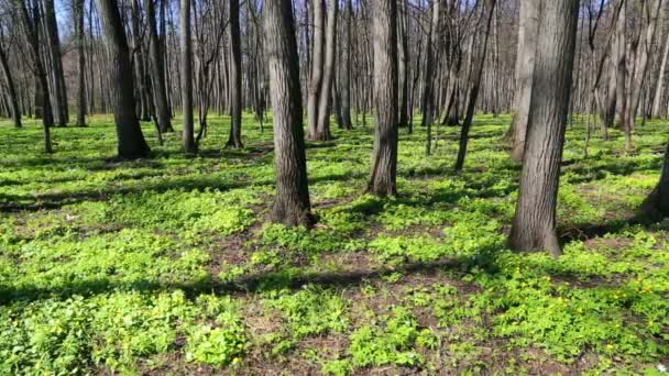 Dřevo krajina s bílými květy sasanek — Stock video