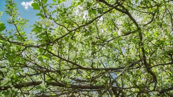 Sun shines through the flowers of bird cherry tree — Stock Video