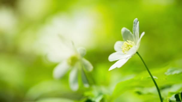 Vita blommor anemoner i våren trä — Stockvideo