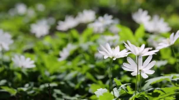 Flores blancas anémonas en madera de primavera — Vídeos de Stock
