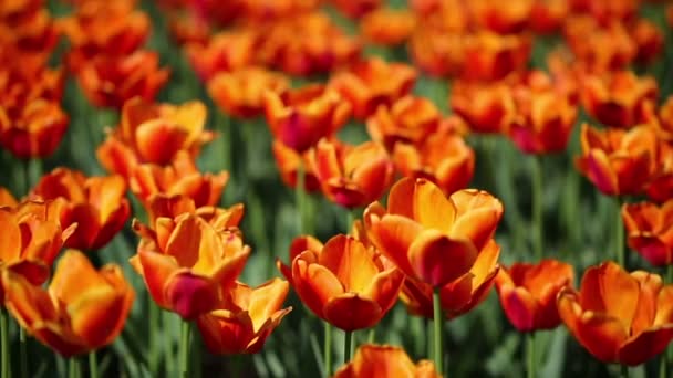 Champ de tulipes oranges en fleurs — Video
