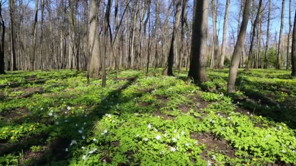 Paisaje de madera con flores blancas anémonas — Vídeo de stock