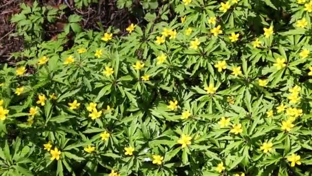 White flowers anemones in spring wood — Stock Video