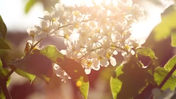 Słońce świeci przez kwiaty drzewa Czeremcha — Wideo stockowe