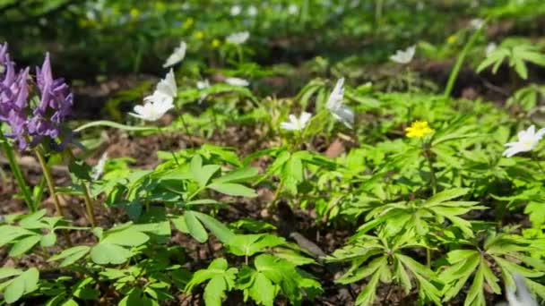 Flores brancas anêmonas em madeira de primavera — Vídeo de Stock