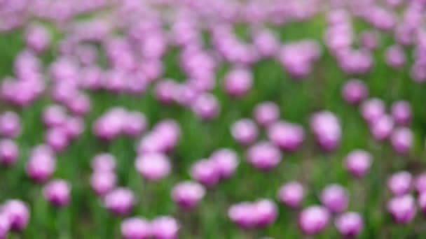 Tulpaner blommande sorter av arabian mystery — Stockvideo