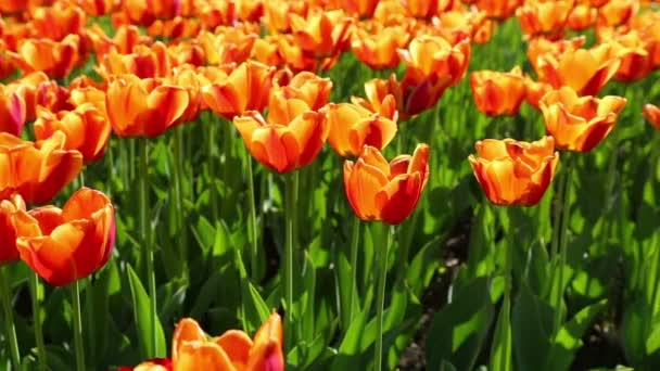 Gebied van Oranje tulpen bloeien — Stockvideo