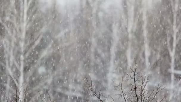Tunga snöfall på bakgrund av snötäckta träd — Stockvideo