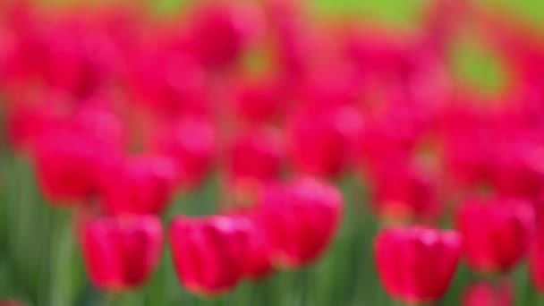 Gebied van rode tulpen bloeien — Stockvideo