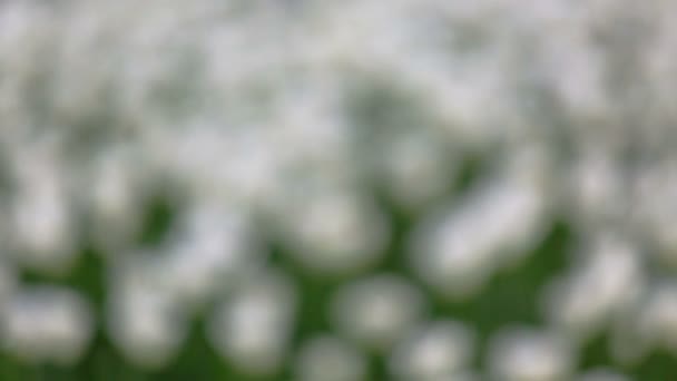 Feld der weißen Tulpen blüht — Stockvideo