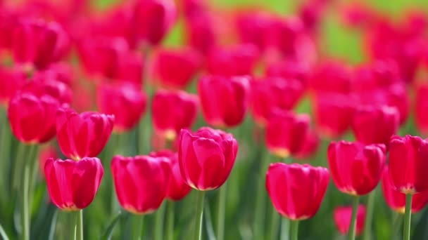 Pole czerwonych tulipanów kwitnący — Wideo stockowe
