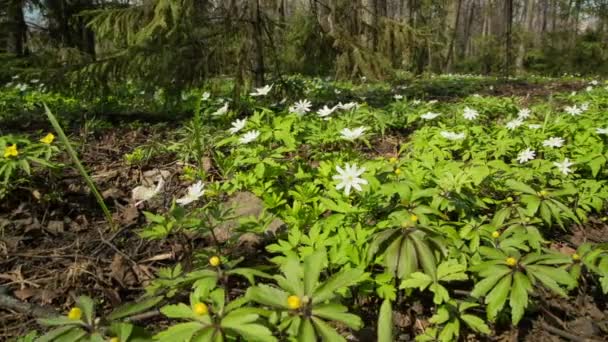 Paisagem de madeira com flores brancas anêmonas — Vídeo de Stock