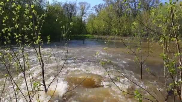 Overstromingen van de lente - water overstroomd bos — Stockvideo