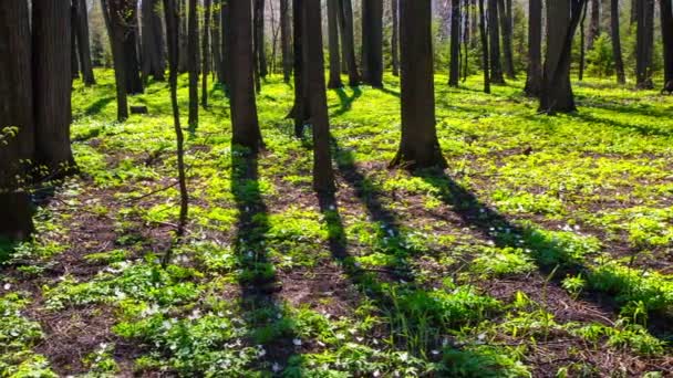 Paisaje de madera con flores blancas anémonas — Vídeo de stock