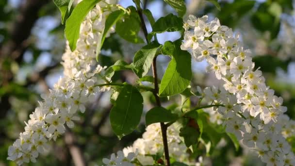 Blossom bird cherry tree bloemen — Stockvideo