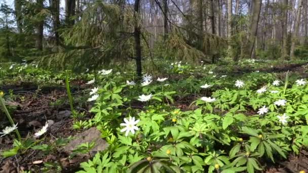 Paisaje de madera con flores blancas anémonas — Vídeo de stock