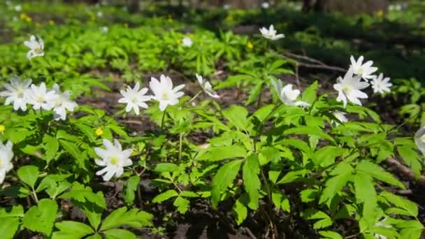 Weiße Blütenanemonen im Frühlingsholz — Stockvideo