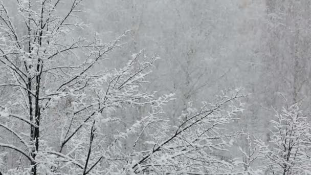 大雪雪域树木的背景 — 图库视频影像