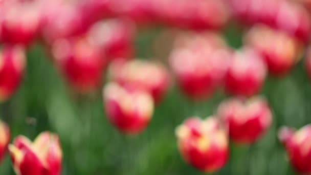 Tulipanes rojos florecientes con variedades de borde blanco — Vídeo de stock