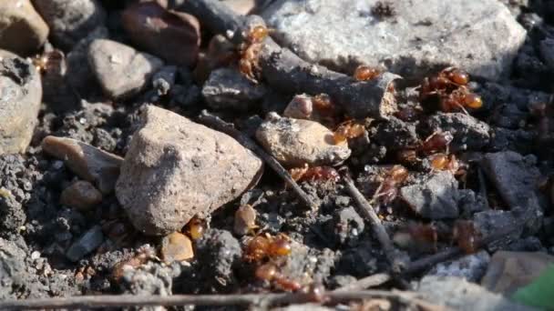 Mravenci makro v lese — Stock video