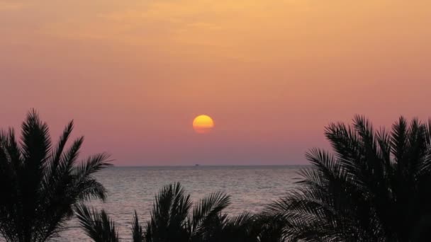 Paysage avec palmiers et lever de soleil sur mer — 图库视频影像