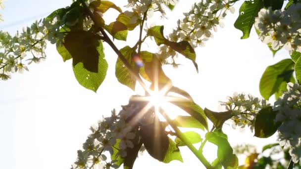 Il sole splende attraverso i fiori del ciliegio degli uccelli — Video Stock