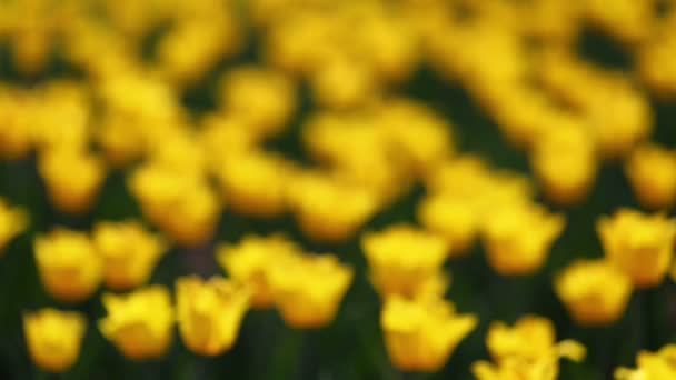Field of yellow tulips blooming — Stock Video