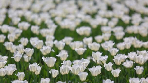 Поле білих тюльпанів, що цвітуть — стокове відео